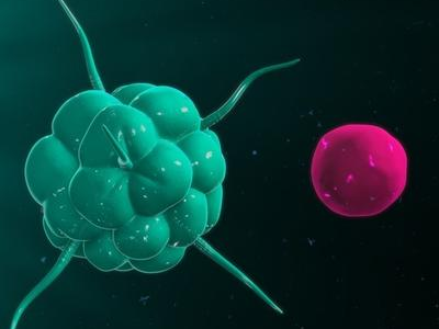 有研究发现CAR巨噬细胞新疗法可对抗实体肿瘤!