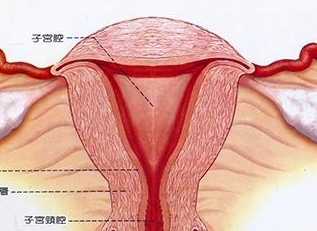 化疗药物是治疗卵巢癌治标不治本的方法!